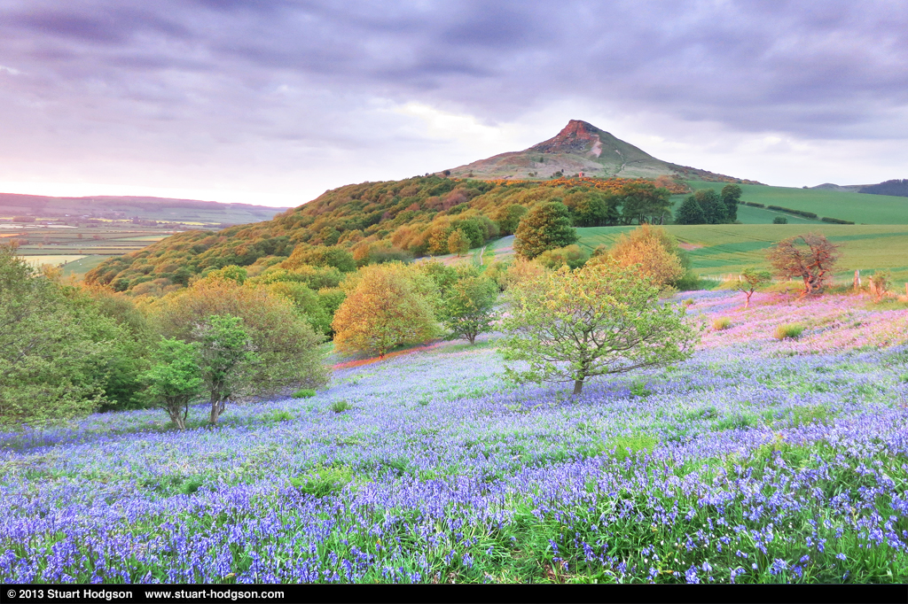 Roseberry Topping walk - Bluebells in Newton Wood