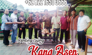 Supplier Kambing Guling Muda | 082216503666