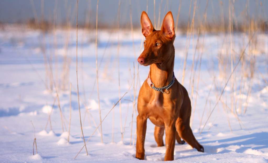 Pharaoh Hound with four paws in the snow facing left