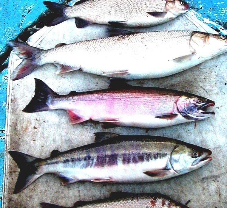 Alaska Whitefish Alaskan White Fish