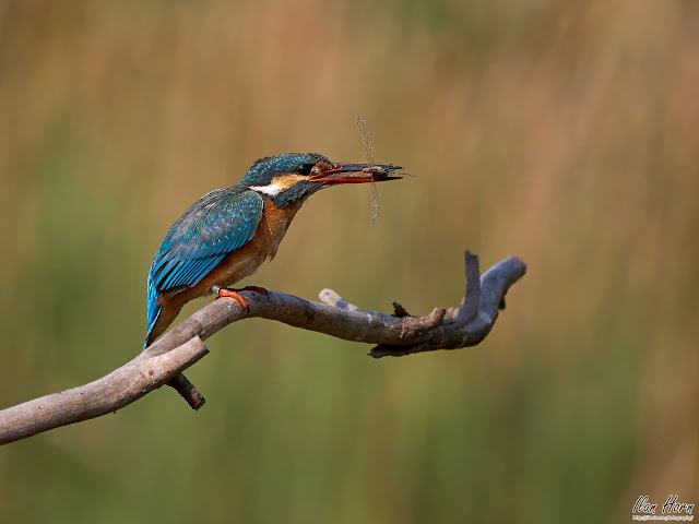Kingfisher with Dragonfly