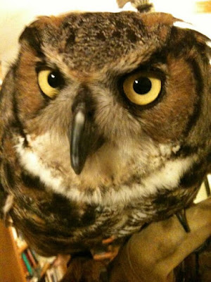 disgruntled owl