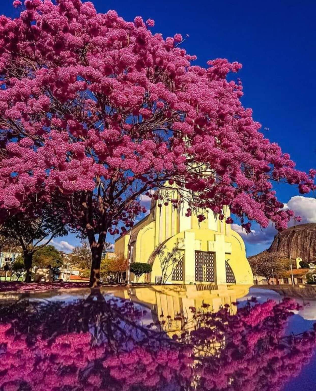 A florada do Ipê Roxo-rosado ~ Conheça Minas