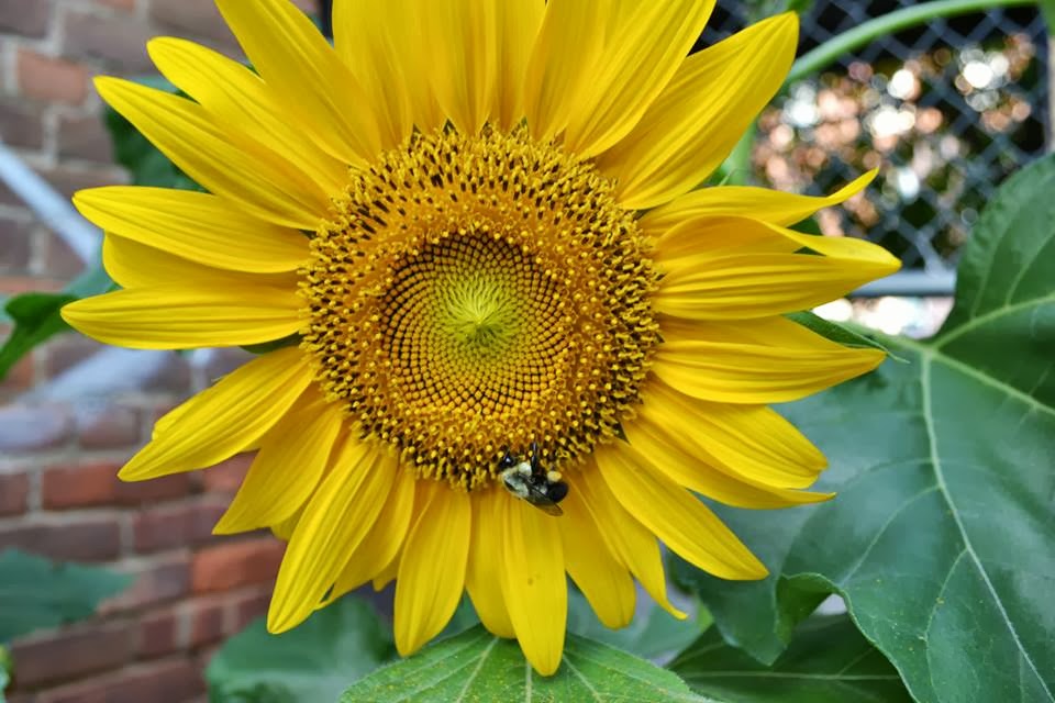 61 Franklin Street Community Garden