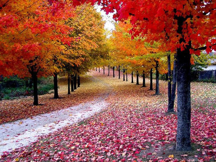 FRATERLUZ: Buscai e achareis