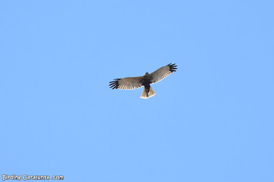 Arpella en migració, sobrevolant Reus