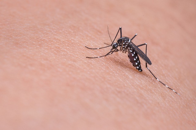 aprende ingles animal mosquito pica brazo picadura sangre