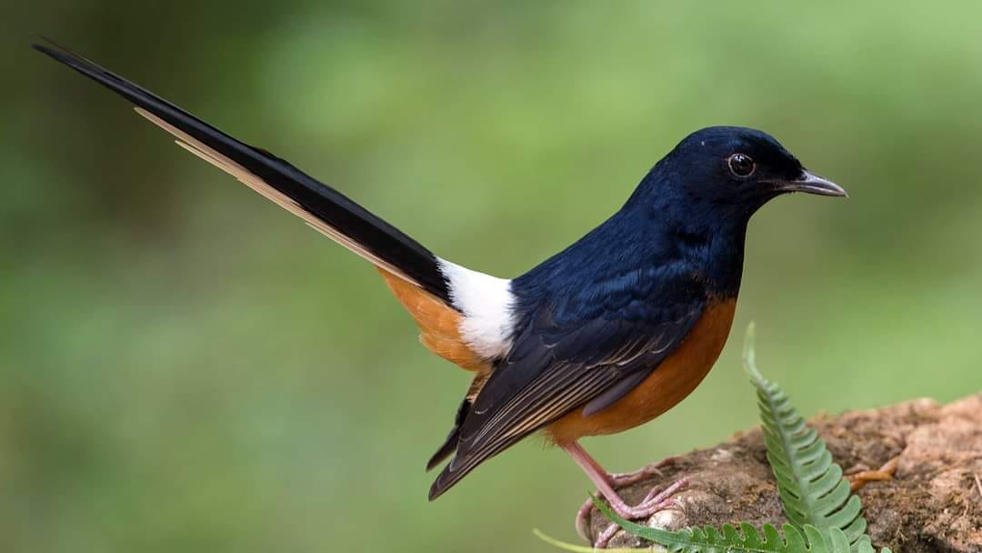 Download Suara Burung Murai Batu Ngeplong Dan Gacor Untuk Masteran Mp3 Download Suara Burung Murai Batu Ngeplong Dan Gacor Untuk Masteran Mp3