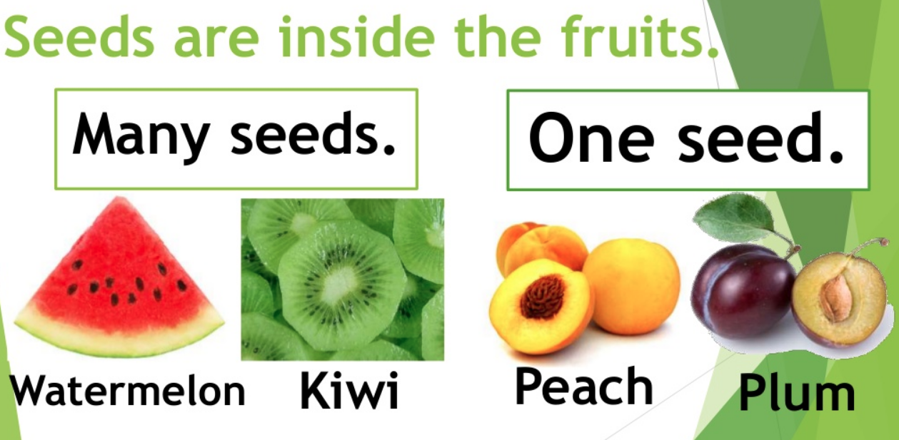 TERCERO PRIMARIA BILINGÜE Science Tuesday 21st of April