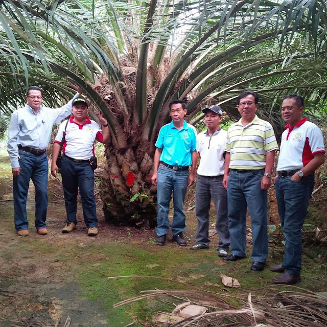 POTENSI BISNIS NASA DIPERKEBUNAN KELAPA SAWIT