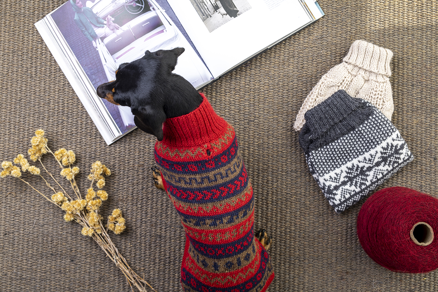 Win 1 of 2 ALQO WASI Dog Jumpers for Winter! Australian Dog Lover