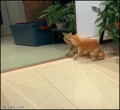 Funny Kitten GIF • Crazy ginger kitty fighting its own reflection in the mirror! [ok-cats.com]