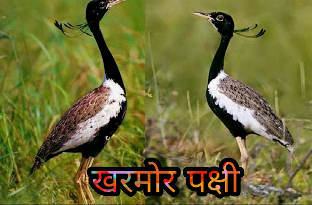 खरमोर पक्षी की जानकारी हिंदी में Kharmor Bird Information