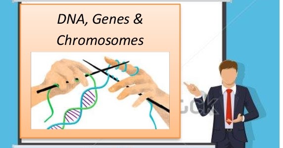 Lesson Plan of DNA, Genes and Chromosomes General Science Grade VIII