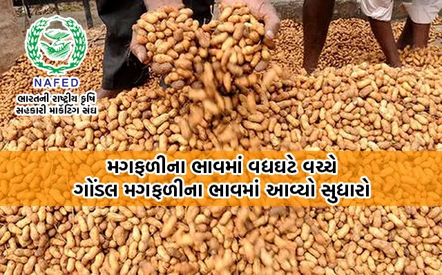 agriculture in Gujarat Gondal peanut crop price improve amid peanut apmc market price fluctuations and NAFED india start the mungfali selling price is too high agriculture in Gujarat Gondal peanut crop price improve amid peanut apmc market price fluctuations and NAFED india start the mungfali selling price is too high