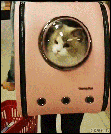 Amazing Cat GIF • Funny backpack for cats. A casual visit to the grocery store with my Cat 'Aurora' [cat-gifs.com]
