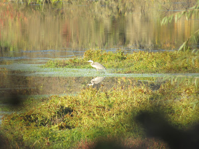 Packer Lake