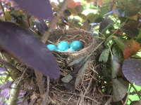 Robin's Beautiful Eggs