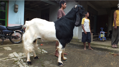 Bibit Unggul Kambing Pe Kepala Hitam Dan Etawa Super Mantul Bos