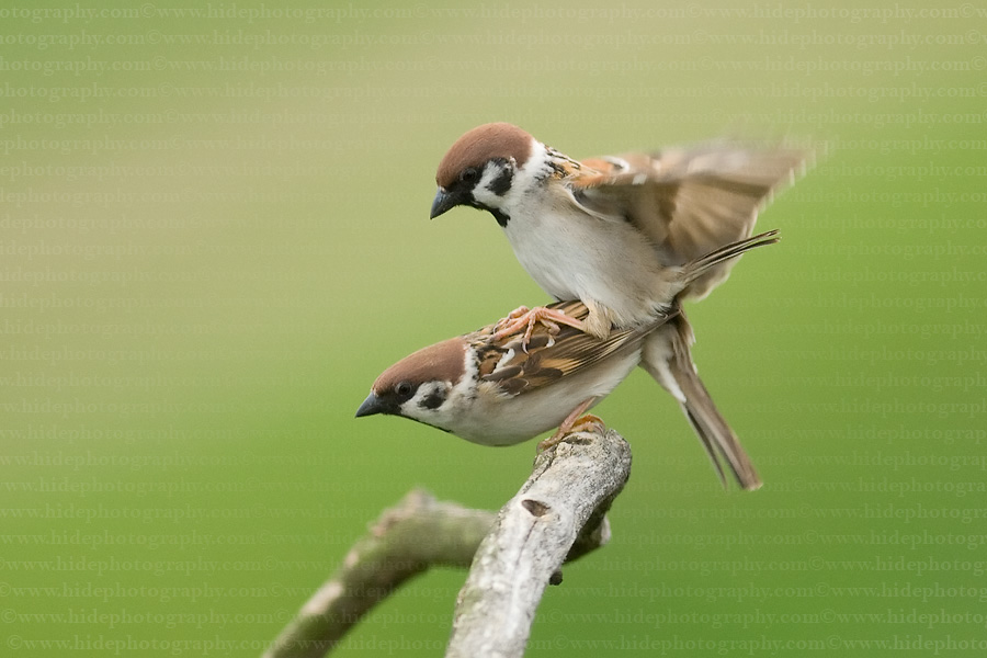 Bedhiler Emprit  Burung  gereja Tree Sparrow 