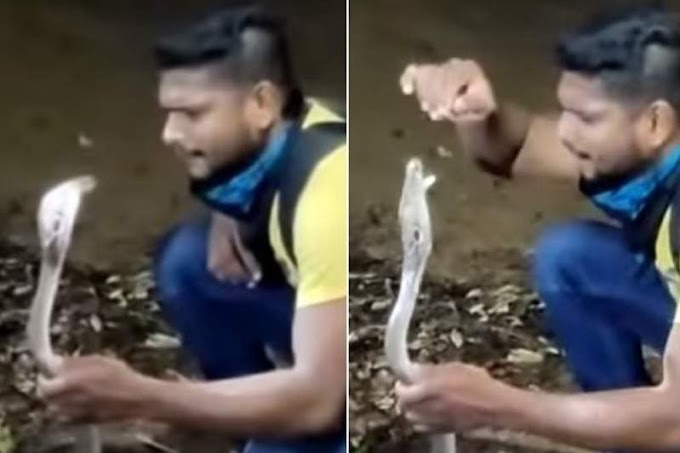 Homem captura cobra venenosa e morre ao se exibir com o animal