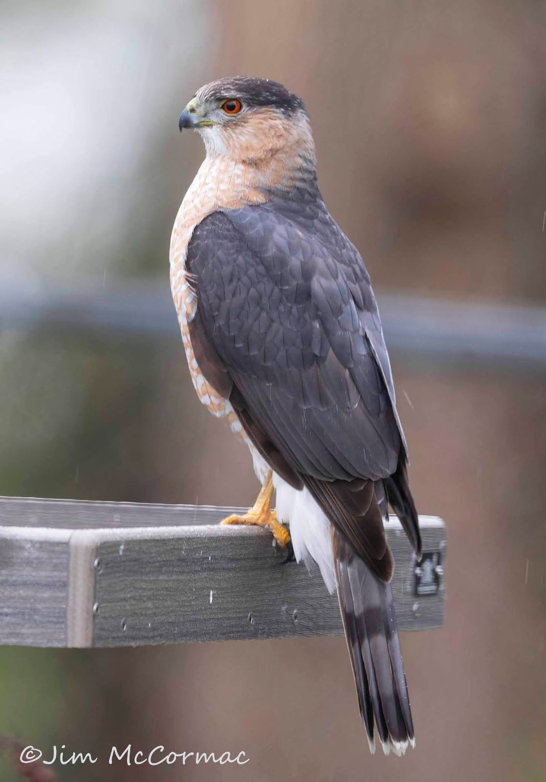 Ohio Birds and Biodiversity Cooper's hawk strikes, misses!