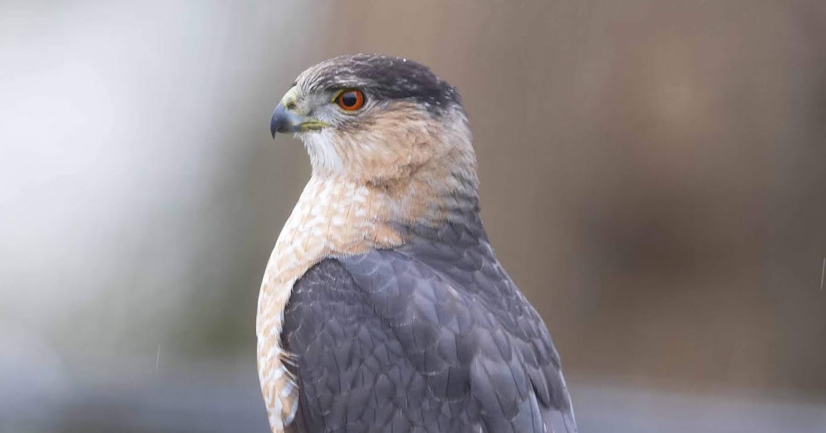 Ohio Birds And Biodiversity Cooper S Hawk Strikes Misses