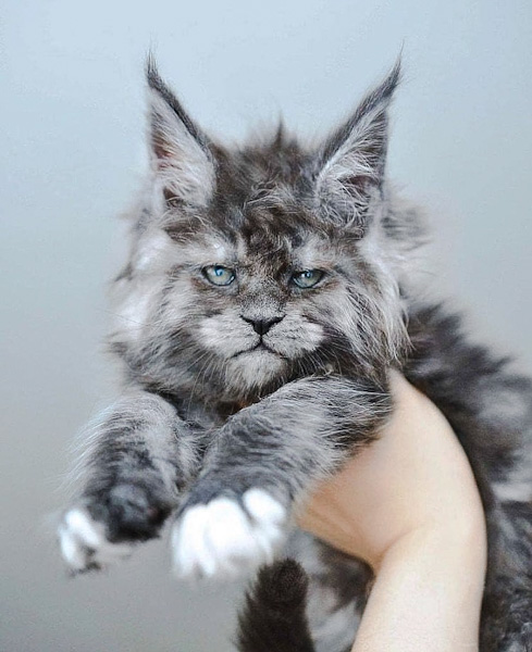 Your Maine Coon Guide