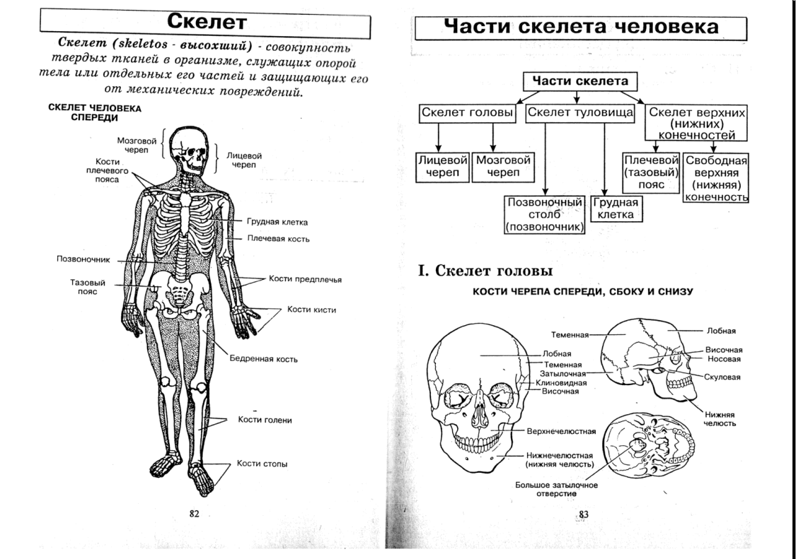 Биология 8 класс в схемах и таблицах