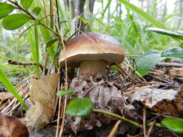 Белый гриб у озера Долгое, Шуворино