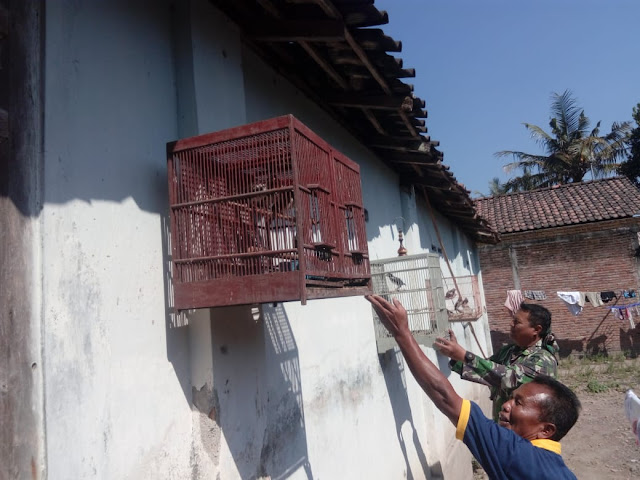 Riyanto Berharap Jalak Suren Harganya Naik Setelah Jalan Di Beton Kodim Klaten