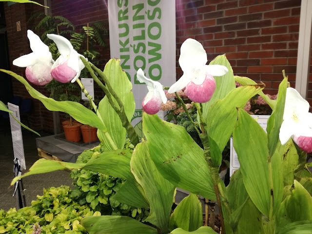 obuwik królewski cypripedium reginae