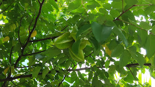 Star Fruit