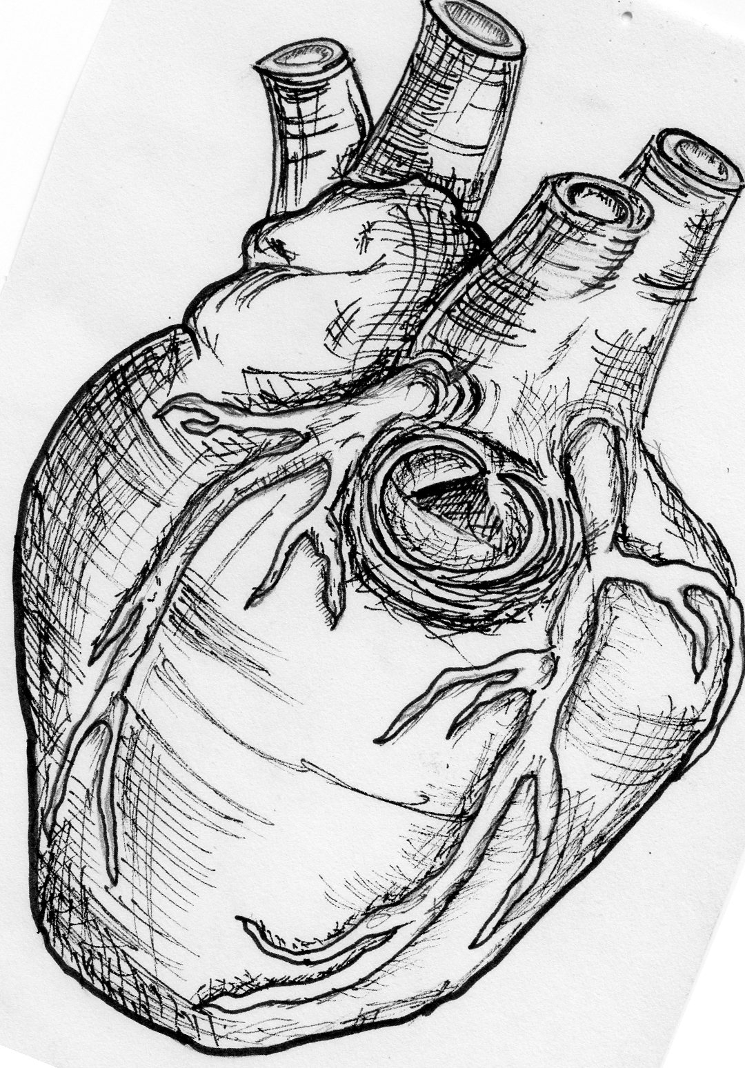 leonardo da vinci heart sketch leonardo da vinci heart sketch
