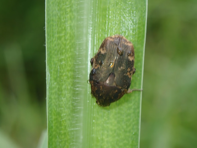 Protaetia fusca Protaetia fusca