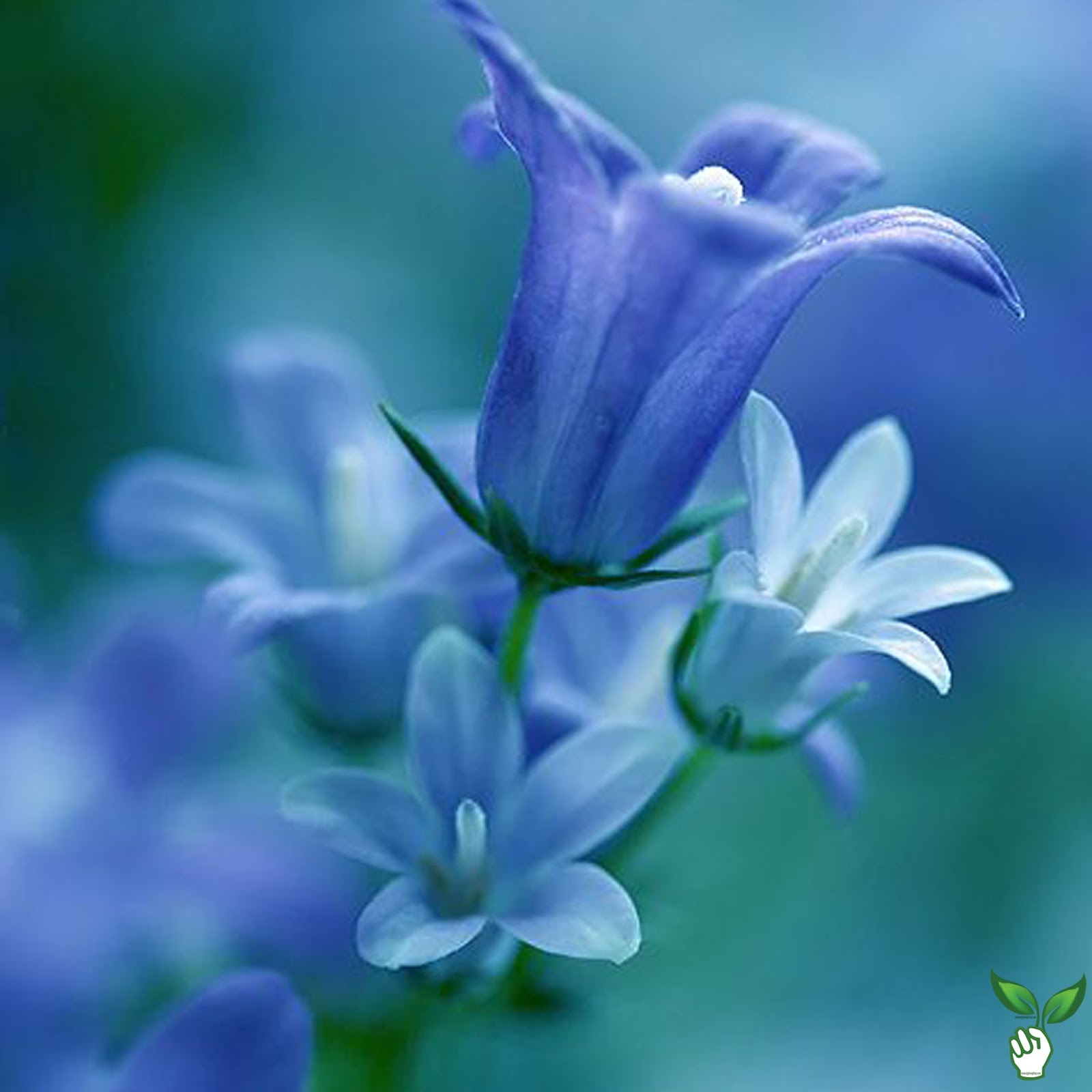 MUA CÂY PHONG THỦY: Sưu tập hình ảnh một số loại hoa có vẻ đẹp vạn ...