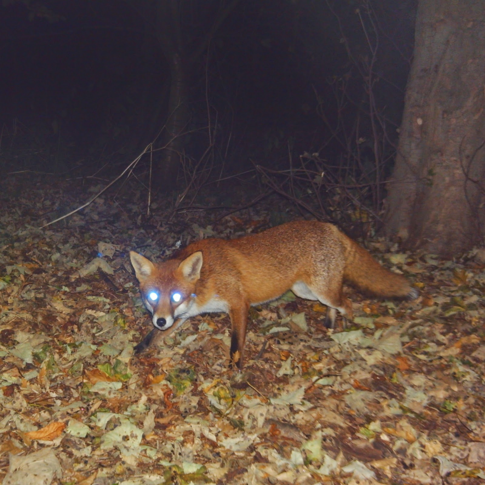 TrogTrogBlog: The return of the fox