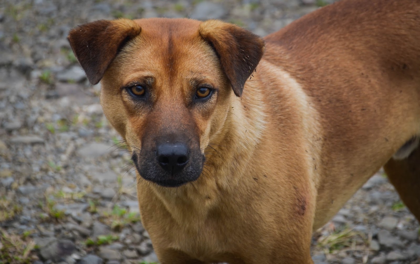 Gambar Anjing Kampung - Tips Merawat Anjing Kampung Biar Terlihat Keren