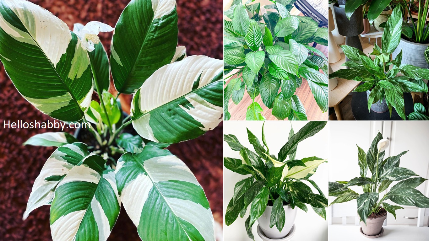 7 Best Type of Peace Lily Spathipyllum Varieties