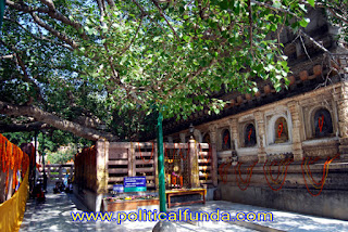 Mahabodhi tree hd image download