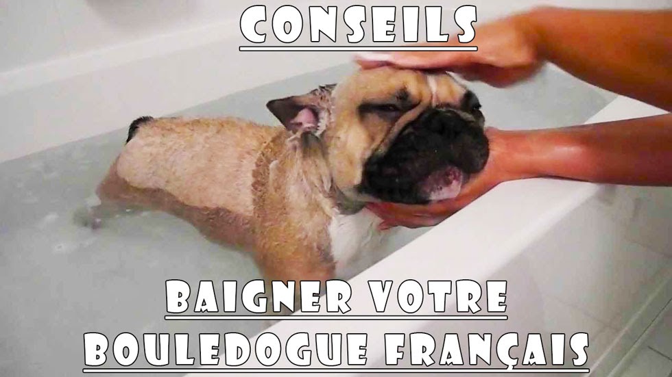 Elevage Bouledogue Francais Conseils Pour Baigner Votre Chiot Bouledogue Francais