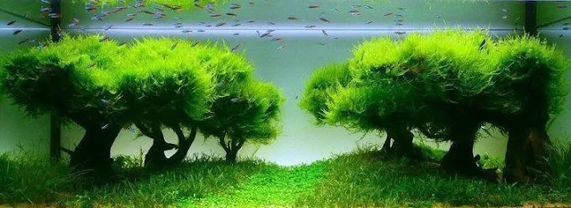 Aquascape Java Moss - Cara Membuat Aquascape