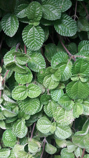 Mint leaves