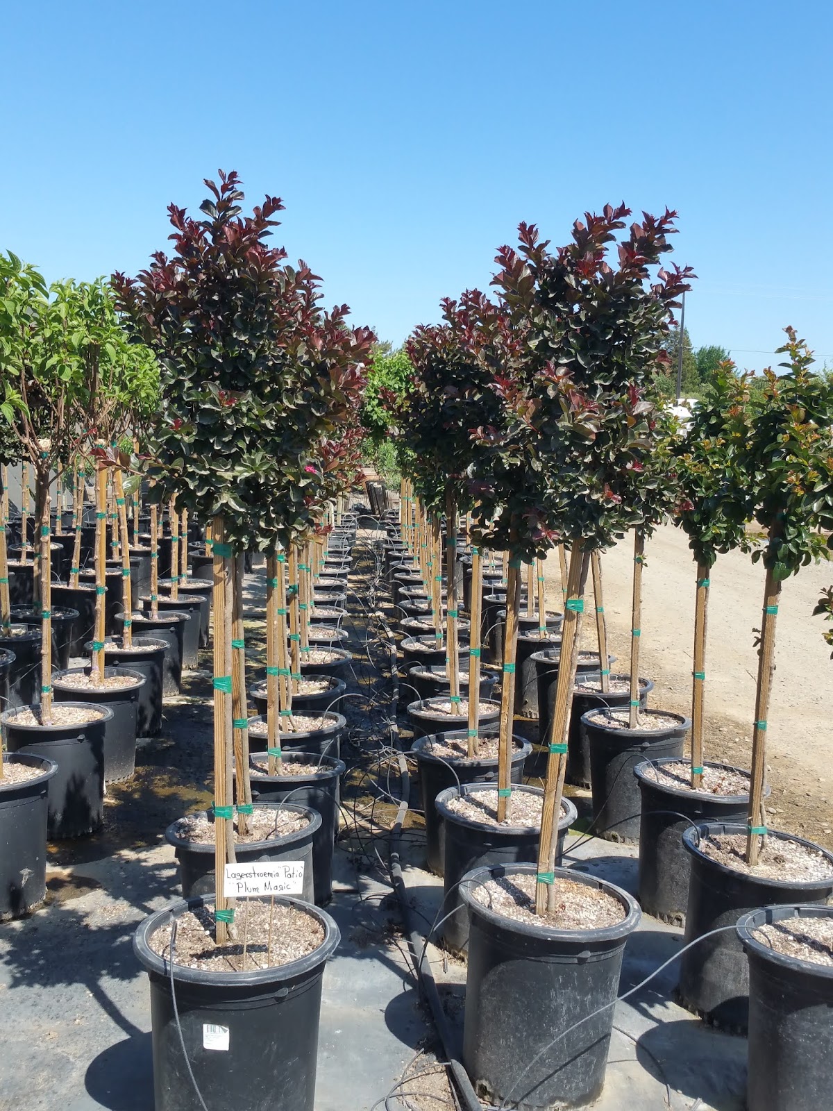 Recent Plant Photos at Western Tree Nursery Patio Tree Crape Myrtles