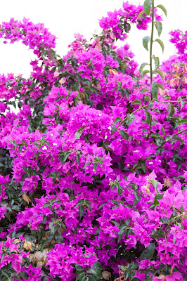 bougainvillea spp