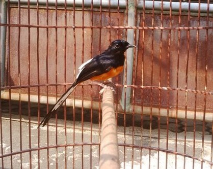 Ciri Ciri Fisik Burung Murai Batu Bordan Jantan Kicau Mania