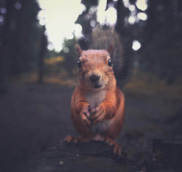 Konsta Punkka Fotografía Fotografía de naturaleza