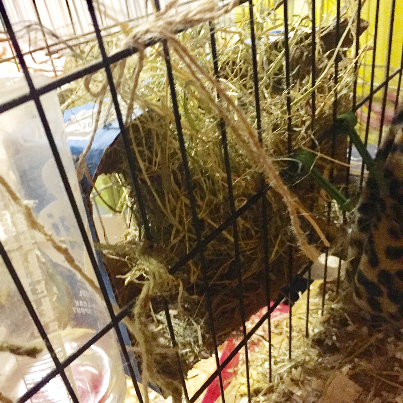 Brax The Guinea Pig Hay rack Alternatives. DIY & Affordable.