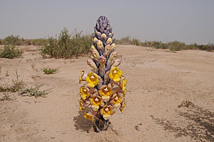 Birds of Saudi Arabia Desert Hyacinth (Cistanche tubulosa) Sabkhat
