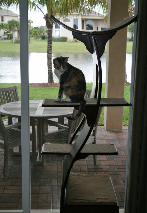 Daisy the Curly Cat Lotus Cat Tree
